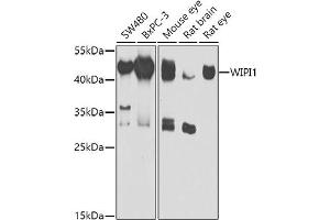 Western blot analysis of extracts of various cell lines, using WIPI1 antibody (ABIN6132784, ABIN6150221, ABIN6150222 and ABIN6223431) at 1:1000 dilution. (WIPI1 Antikörper  (AA 187-446))