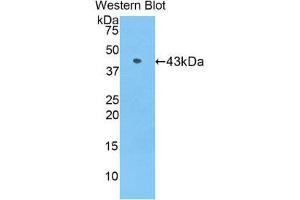Western Blotting (WB) image for anti-Apolipoprotein A-IV (APOA4) (AA 21-382) antibody (ABIN1858045) (APOA4 Antikörper  (AA 21-382))