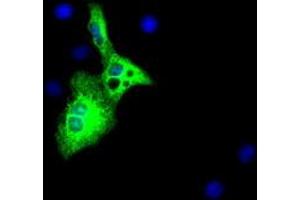 Anti-AFP mouse monoclonal antibody (ABIN2452711) immunofluorescent staining of COS7 cells transiently transfected by pCMV6-ENTRY AFP (RC206622). (alpha Fetoprotein Antikörper)