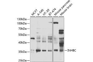 Western blot analysis of extracts of various cell lines, using INHBC antibody (ABIN6131317, ABIN6142463, ABIN6142464 and ABIN6223466) at 1:1000 dilution. (INHBC Antikörper  (AA 103-352))