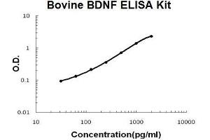 Bovine BDNF PicoKine ELISA Kit standard curve