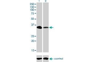 Western blot analysis of RFFL over-expressed 293 cell line, cotransfected with RFFL Validated Chimera RNAi (Lane 2) or non-transfected control (Lane 1).