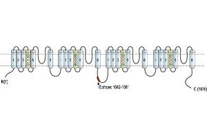 Representative domain view of the target of ABIN7885415.