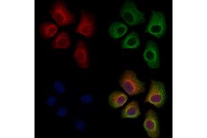 ABIN7094687 and ABIN7098738 staining Hela cells by IF/ICC. (TRAF3 Antikörper  (C-Term))