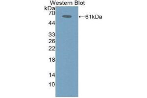 Western Blotting (WB) image for anti-Immune Receptor Expressed On Myeloid Cells 1 (IREM1) (AA 45-310) antibody (ABIN1868742) (IREM1 Antikörper  (AA 45-310))