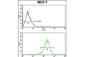 Flow cytometric analysisof MCF-7 cells (bottom histogram) compared to a negative control cell (top histogram). (C1QA Antikörper  (C-Term))