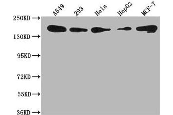 Plexin B2 antibody  (AA 1458-1673)