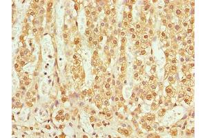 Immunohistochemistry of paraffin-embedded human adrenal gland tissue using ABIN7173131 at dilution of 1:100 (TMEM25 Antikörper  (AA 104-153))