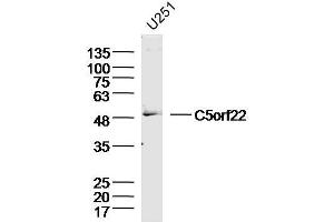 U251 Cell lysates probed with C5orf22 Polyclonal Antibody, unconjugated  at 1:300 overnight at 4°C followed by a conjugated secondary antibody for 60 minutes at 37°C. (C5ORF22 Antikörper  (AA 301-400))