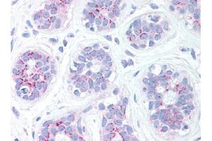 Image no. 1 for anti-BCL2 Binding Component 3 (BBC3) (C-Term) antibody (ABIN302789) (PUMA Antikörper  (C-Term))