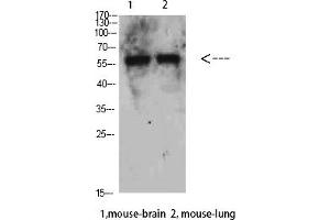 Western Blot analysis of Mouse-brain Mouse-lung cells using Beclin-1 Polyclonal Antibody diluted at 1:500.