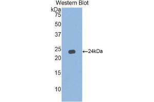 Western Blotting (WB) image for anti-Interferon, alpha 5 (IFNA5) (AA 24-189) antibody (ABIN3203132) (IFNA5 Antikörper  (AA 24-189))