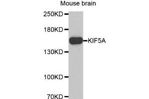Western Blotting (WB) image for anti-Kinesin Family Member 5A (KIF5A) (AA 933-1032) antibody (ABIN6220202) (KIF5A Antikörper  (AA 933-1032))