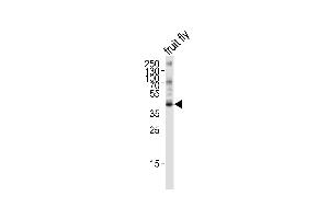 Western blot analysis of lysate from fruit fly, using BUB3 Antibody (Drosophila) (ABIN1981301 and ABIN2838568). (BUB3 Antikörper  (AA 201-230))