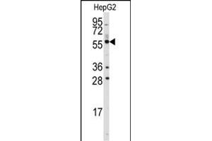 Western blot analysis of anti-ALDH4A1 Antibody (C-term) (ABIN392356 and ABIN2841995) in HepG2 cell line lysates (35 μg/lane). (ALDH4A1 Antikörper  (C-Term))