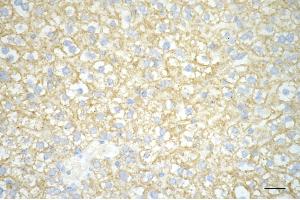 Immunohistochemistry was performed on paraffin-embedded mouse liver using carbamoyl-phosphate synthase 1 antibody (ABIN7797865), 1:200).