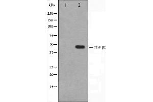 Western blot analysis of TGF beta2 Antibody expression in mouse brain tissue lysates. (TGFB2 Antikörper  (C-Term))