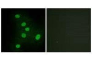 Immunofluorescence analysis of HepG2 cells, using NR2F6 antibody. (NR2F6 Antikörper  (N-Term))