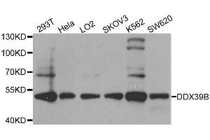Western blot analysis of extracts of various cell lines, using DDX39B antibody. (DDX39B Antikörper  (AA 319-428))