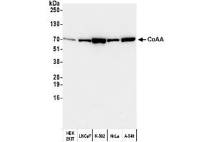 Western Blotting (WB) image for anti-CoaA (AA 550-600) antibody (ABIN7451577) (CoaA (AA 550-600) Antikörper)