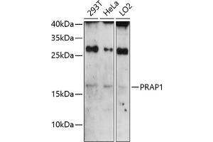 Western blot analysis of extracts of various cell lines, using PR antibody (ABIN6130638, ABIN6146122, ABIN6146123 and ABIN6224788) at 1:3000 dilution. (PRAP1 Antikörper  (AA 1-151))