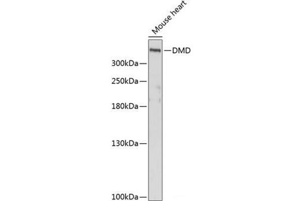 Dystrophin antibody