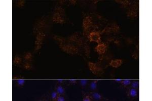 Immunofluorescence analysis of HeLa cells using GRP Polyclonal Antibody at dilution of 1:100. (Gastrin-Releasing Peptide Antikörper)