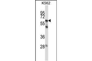 Western blot analysis in K562 cell line lysates (35ug/lane). (MMP11 Antikörper  (C-Term))