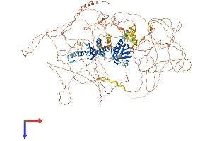 IRS4 Protein (AA 1-1257) (His tag)