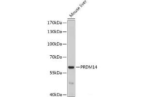 Western blot analysis of extracts of Mouse liver using PRDM14 Polyclonal Antibody at dilution of 1:1000. (PRDM14 Antikörper)