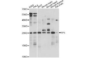 Western blot analysis of extracts of various cell lines, using RPE antibody (ABIN6293761) at 1:1000 dilution. (RPE Antikörper)