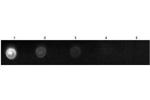 Dot Blot results of Rat IgG2a Isotype Control Fluorescein Conjugated.