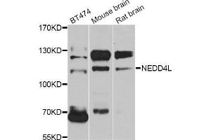 Western blot analysis of extracts of various cell lines, using NEDD4L antibody. (NEDD4-2 Antikörper)