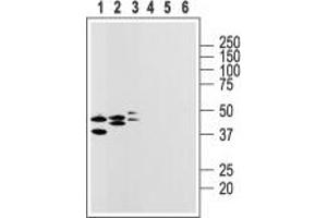 Western blot analysis of rat heart membranes (lanes 1 and 4), brain (lanes 2 and 5) and lung lysates (lanes 3 and 6): - 1-3. (P2RY14 Antikörper  (2nd Extracellular Loop))