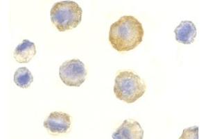Image no. 2 for anti-Tumor Necrosis Factor Receptor Superfamily, Member 10c (TNFRSF10C) (Extracellular Domain) antibody (ABIN203554) (DcR1 Antikörper  (Extracellular Domain))