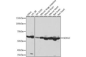 Western blot analysis of extracts of various cell lines, using SOX10 Rabbit mAb (ABIN7270566) at 1:1000 dilution. (SOX10 Antikörper)