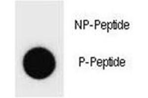 Dot blot analysis of phospho-Cyclin B3 antibody. (Cyclin B3 Antikörper  (pSer277))