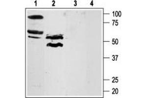 Western blot analysis of rat lung (lanes 1 and 3) and testis (lanes 2 and 4) lysates:1,2. (Coagulation Factor II (Thrombin) Receptor-Like 3 (F2RL3) Peptid)