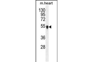 Western blot analysis in mouse heart tissue lysates (35ug/lane). (PPM1L Antikörper  (C-Term))