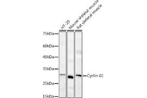 Western blot analysis of extracts of various cell lines, using Cyclin G1 antibody (ABIN6127734, ABIN6138095, ABIN6138096 and ABIN6220906) at 1:1000 dilution. (Cyclin G1 Antikörper  (C-Term))