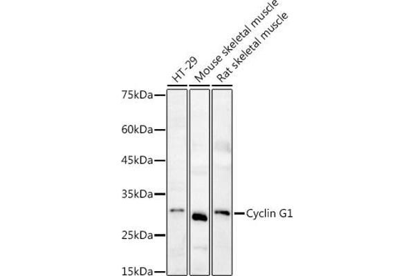 Cyclin G1 抗体  (C-Term)