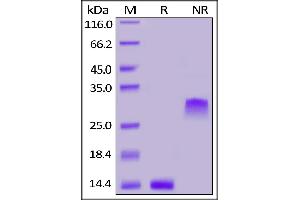 Human PDGF-BB, Tag Free on  under reducing (R) and ing (NR) conditions. (PDGF-BB Homodimer (AA 82-190) (Active) Protein)
