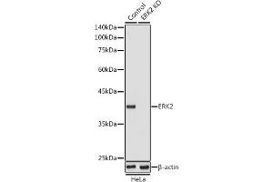 Western blot analysis of extracts from normal (control) and ERK2 knockout (KO) HeLa cells, using ERK2 antibody (ABIN3020727, ABIN3020728, ABIN3020729 and ABIN6213694) at 1:1000 dilution.