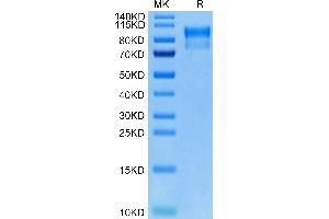 Biotinylated Human Her4 on Tris-Bis PAGE under reduced condition. (ERBB4 Protein (AA 26-651) (His-Avi Tag,Biotin))