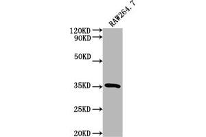 Western Blot Positive WB detected in: RAW264. (Surfactant Protein A1 Antikörper  (AA 21-248))