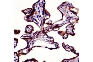 Placental Alkaline Phosphatase antibody immunohistochemistry analysis in formalin fixed and paraffin embedded human placenta tissue. (Alkaline Phosphatase Antikörper  (AA 56-83))