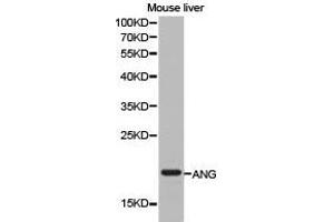 Western Blotting (WB) image for anti-Angiogenin (ANG) antibody (ABIN1870970)