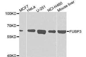 Western blot analysis of extracts of various cell lines, using FUBP3 antibody. (FUBP3 Antikörper  (AA 65-260))