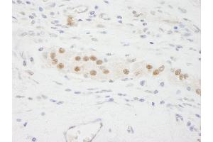Immunohistochemistry (IHC) image for anti-Karyopherin alpha 3 (Importin alpha 4) (KPNA3) (AA 1-50) antibody (ABIN7448982)
