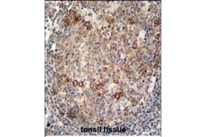 ABCC10 antibody (Center) (ABIN654102 and ABIN2843986) immunohistochemistry analysis in formalin fixed and paraffin embedded human tonsil tissue followed by peroxidase conjugation of the secondary antibody and DAB staining. (ABCC10 Antikörper  (AA 767-793))